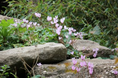 Şubat ayında çiçek İsrail