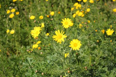 Şubat ayında çiçek İsrail