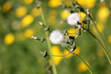 Şubat ayında çiçek İsrail