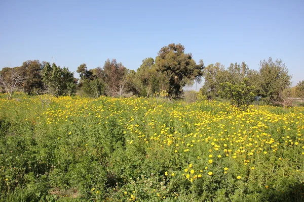 Flores en febrero en Israel — Foto de Stock