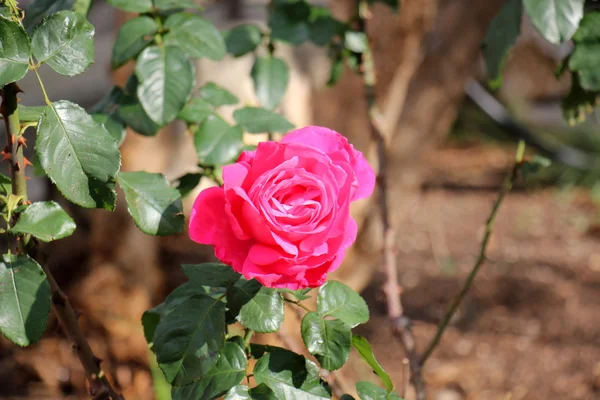 Blommor i februari i Israel — Stockfoto