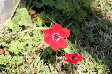 Şubat ayında çiçek İsrail