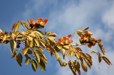 Şubat ayında çiçek İsrail