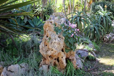 Şubat ayında çiçek İsrail