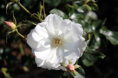 Şubat ayında çiçek İsrail