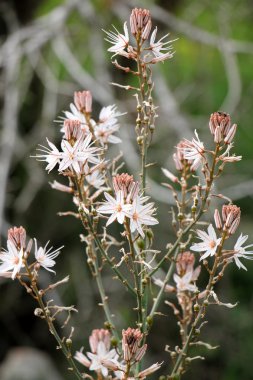 Şubat ayında çiçek İsrail