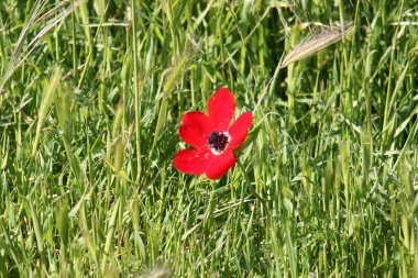 Şubat ayında çiçek İsrail