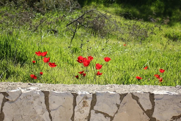 Flowers in February in Israel — Stock Photo, Image
