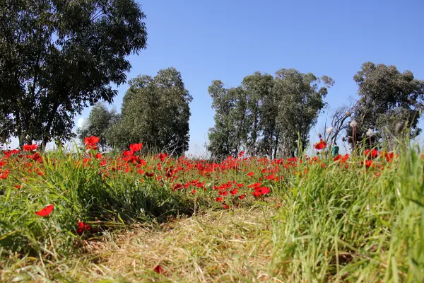 Şubat ayında çiçek İsrail