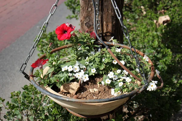 Fleurs en février à israël — Photo