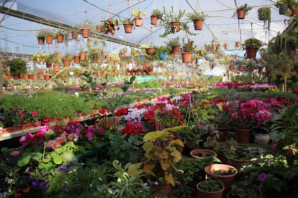 Şubat ayında çiçek İsrail