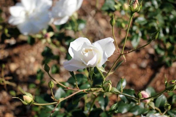Λουλούδια και τον Φεβρουάριο στο Ισραήλ — Φωτογραφία Αρχείου