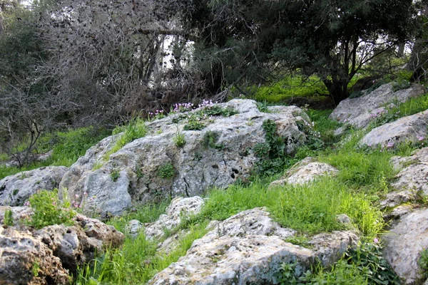 Цветы в феврале в Израиле — стоковое фото