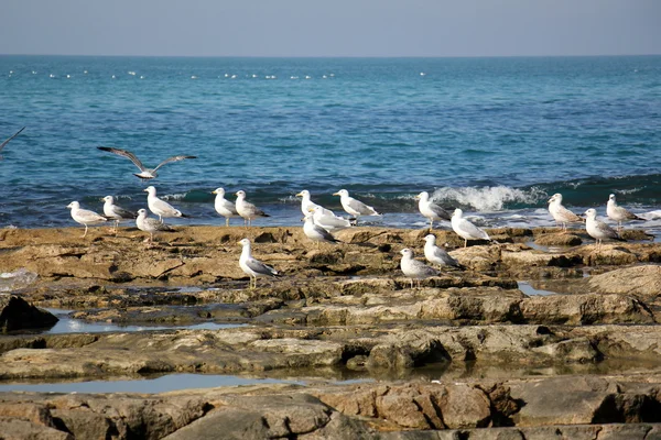 Rochers au bord de la mer Méditerranée — Photo