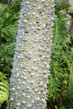 Doğa yakın çekim resimleri