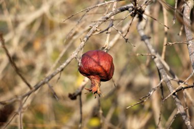 Doğa yakın çekim resimleri