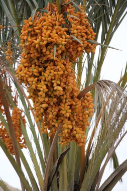 Doğa yakın çekim resimleri