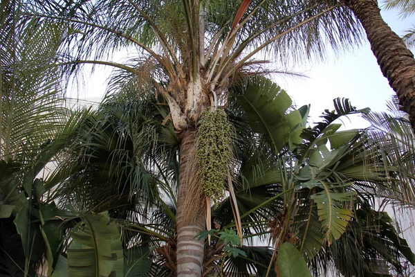 Imagens da natureza close-up — Fotografia de Stock