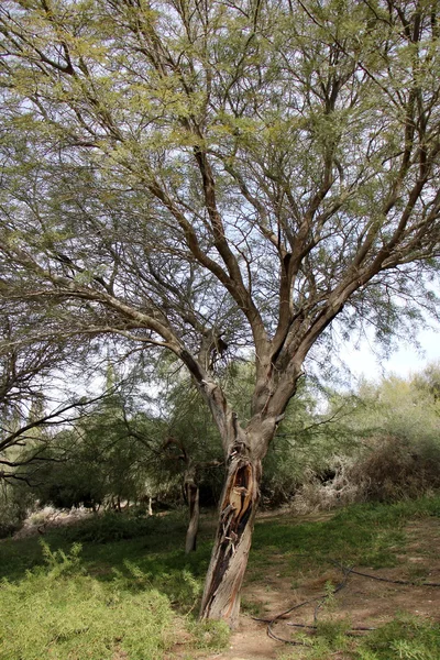 Fotos de la naturaleza de cerca —  Fotos de Stock