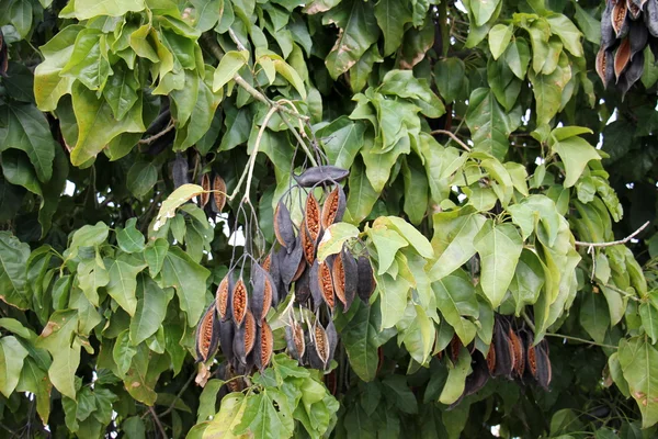 Fotos de la naturaleza de cerca — Foto de Stock