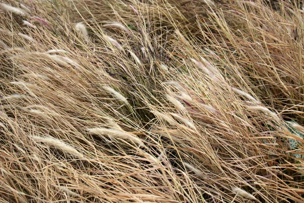 Bilder av natur närbild — Stockfoto