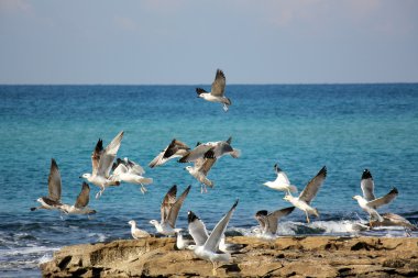Sahildeki martılar