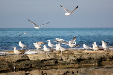 Sahildeki martılar