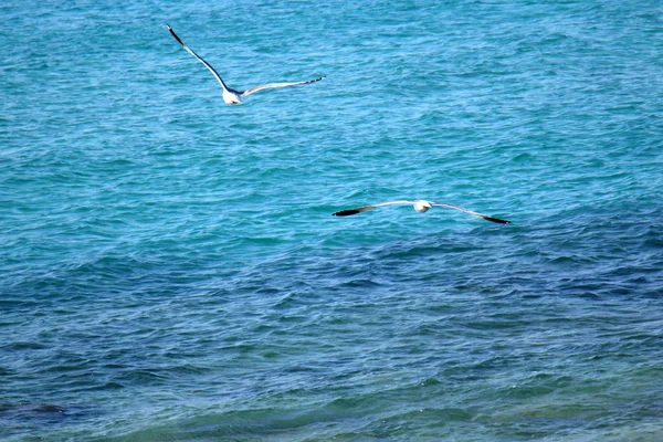 Gaivotas na praia — Fotografia de Stock