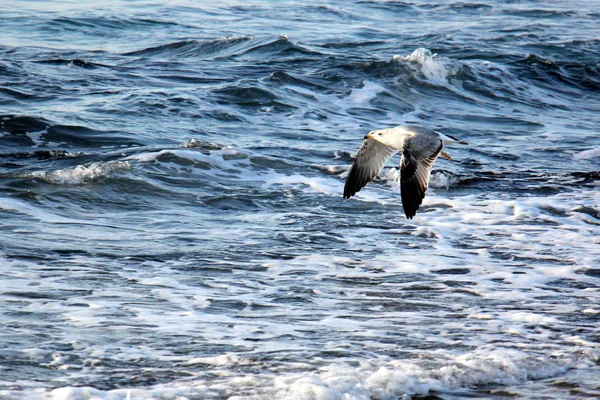 Чайки на пляже — стоковое фото