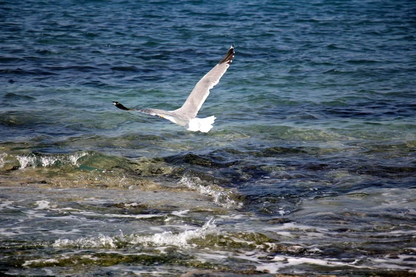 Mouettes sur la plage — Photo