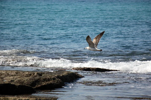 Gaviotas en la playa — Foto de Stock