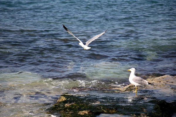 Möwen am Strand — Stockfoto