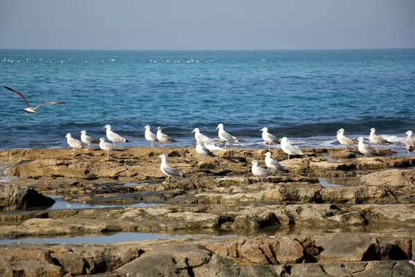 Gaviotas en la playa — Foto de Stock