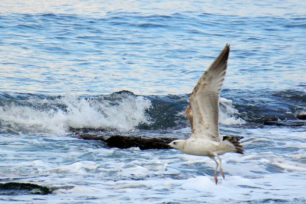 Måsar på stranden — Stockfoto