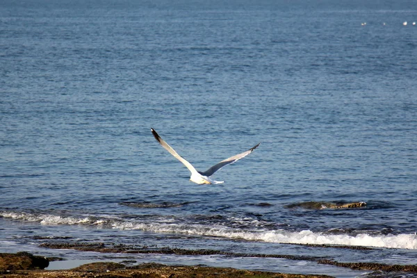 Seagulls on the beach — Stock Photo, Image