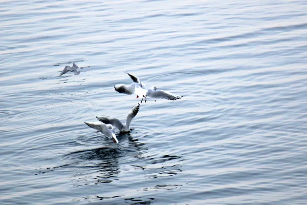 Gaviotas en la playa — Foto de Stock