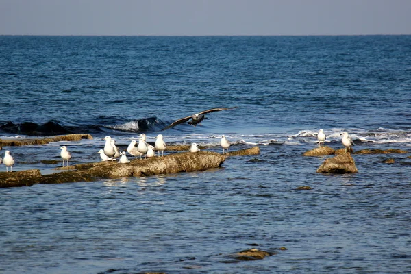 Gaviotas en la playa — Foto de Stock