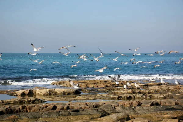 Shore of the Mediterranean Sea — Stock Photo, Image