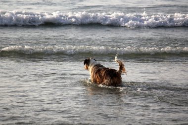 Sahilde yürüyen köpek