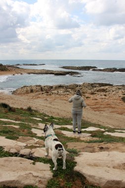 Sahilde yürüyen köpek