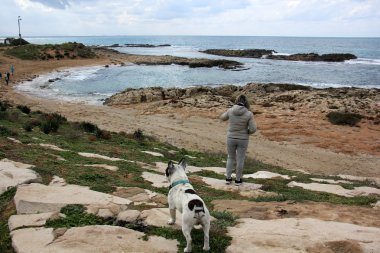 Sahilde yürüyen köpek