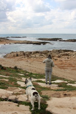Sahilde yürüyen köpek