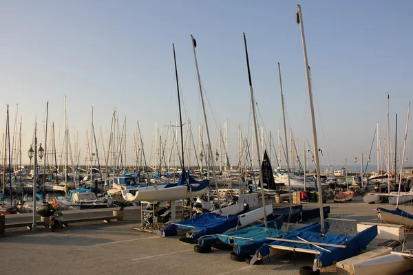 Albero nel porto di Tel - Aviv — Foto Stock