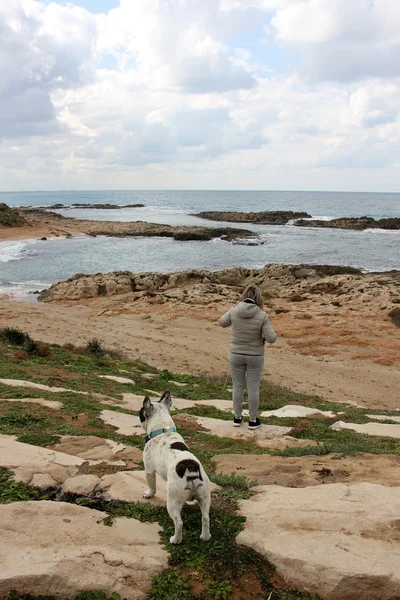 Sahilde yürüyen köpek