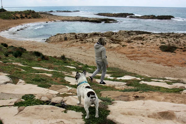 Sahilde yürüyen köpek