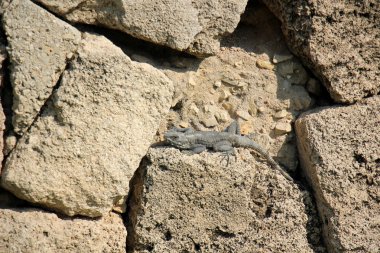 Kayadaki kertenkele.