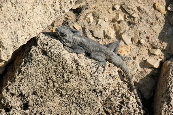 Lézard sur un rocher — Photo