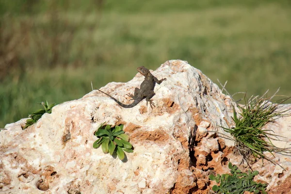 stock image Lizard on a rock