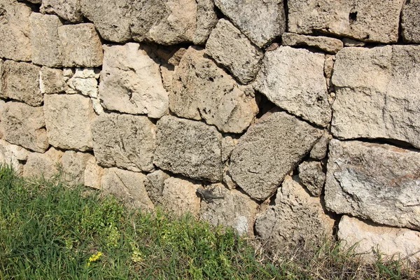 Σαύρα σε βράχο — Φωτογραφία Αρχείου