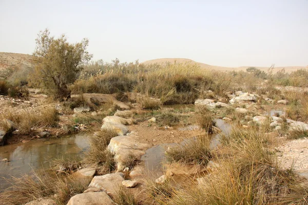 Kövek a Negev-sivatag — Stock Fotó